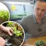 Spirer visner efter udplantning: tre grundlæggende betingelser for vellykket syltning