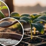 Stærke frøplanter fra dag ét: Sådan forbereder du frøplanter til