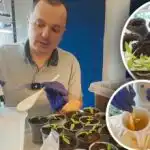 Stærke peberrødder i løbet af få dage: en effektiv stimulans efter omplantning Stærke peberrødder i løbet af få dage: en effektiv stimulans