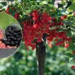 To spande solbær pr. busk: Sådan laver du den bedste