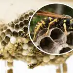 Træt af hvepse i din have - en nem måde