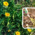 Ukrudt forsvinder på en dag og kommer aldrig igen: Det skal du vande det med Ukrudt forsvinder på en dag og kommer aldrig igen: Det