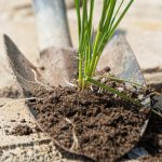 Ukrudt på stier forsvinder på en dag: Her er, hvad
