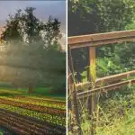 Ukrudt tørrer ud og bliver til støv: en simpel opskrift til køkkenhaven Ukrudt tørrer ud og bliver til støv: en simpel opskrift