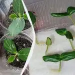 Voks hurtigere end alle dine naboer: 5 måder at få agurkefrø til at spire på Voks hurtigere end alle dine naboer: 5 måder at få