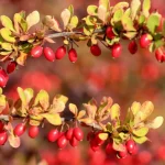 10 buske, du aldrig bør plante i din have 10-buske-du-aldrig-boer-plante-i-din-have.webp.webp