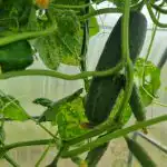 Sådan snyder du agurkens biologi: sprød frugt indtil frosttid 1775929327_saadan-snyder-du-agurkens-biologi-sproed-frugt-indtil-frosttid.jpg