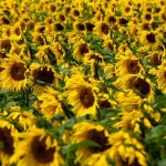 8 hurtigtvoksende etårige planter til en farverig have dette forår 8-hurtigtvoksende-etaarige-planter-til-en-farverig-have-dette-foraar.webp.webp