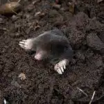 Bring det i kog og hæld det på højen: Muldvarpe vil straks flygte fra stedet Bring det i kog og hæld det på højen: Muldvarpe