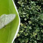 Buksbom-ildflue frygter den som djævelens røgelse: hvordan man behandler haven mod skadedyret Buksbom-ildflue frygter den som djævelens røgelse: hvordan man behandler haven