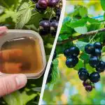 Den første gødning skal gives til ribs før påske: Den