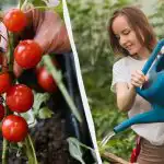 Denne fejl "dræber" tomatplanter: hvor meget vand den har brug