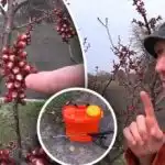 Det er vigtigt ikke at gå glip af øjeblikket: Hvornår skal man behandle stentræer mod moniliose? Det er vigtigt ikke at gå glip af øjeblikket: Hvornår