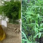 Dild vil få en tyk "børste": en infusion af en