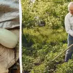 Din courgettehøst bliver 5 gange rigere: Her er, hvad du