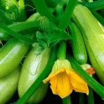 din-courgettehoest-bliver-5-gange-rigere-her-er-hvad-du.webp.webp