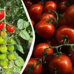 Disse 3 afgrøder bør plantes ved siden af tomater: udbyttet bliver 5 gange større Disse 3 afgrøder bør plantes ved siden af tomater: udbyttet