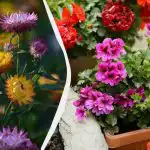 Dyrk smukt i skyggen næsten uden vedligeholdelse: 5 smukke stauder