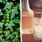 Efeu overlever ikke: 2 små køkkenremedier, der virker på få