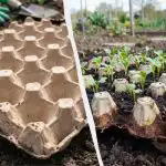 Erfarne husmødre har længe brugt disse tips: hvordan en æggebakke