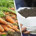 Et tilsætningsstof, og dine gulerødder bliver lige så gode som