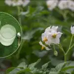 Et ton kartofler fra en hektar: en smart plantemetode afsløret