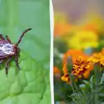 Flåter vil flygte fra din have, hvis du planter disse blomster Flåter vil flygte fra din have, hvis du planter disse
