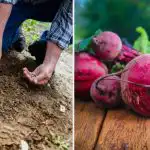 Gartnere lægger den i hullet, når de planter rødbeder: Den