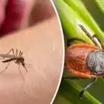 Glem alt om bid: Hvordan et enkelt middel beskytter mod