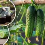 Glem alt om bitre agurker: ekspert nævner en simpel regel