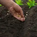 Hvad skal man plante i april: De 5 mest hårdføre