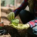 Hvad skal man plante i april på friland, i drivhus og med kimplanter: et snydeark til dacha-avleren Hvad skal man plante i april på friland, i drivhus
