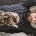 Hvorfor en kat konstant sidder eller ligger på en person: hvad det betyder hvorfor-en-kat-konstant-sidder-eller-ligger-paa-en-person.webp.webp