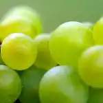 Hvorfor husmødre fryser vindruer i isforme: i stedet for sukker og for skønhedens skyld hvorfor-husmoedre-fryser-vindruer-i-isforme-i-stedet-for-sukker.jpg