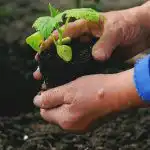 Hvornår og hvad man skal plante i køkkenhaven: folkelige tegn