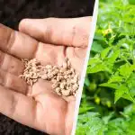 Hvornår skal man plante tomater i april: datoer i henhold