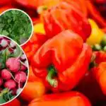 Ingen skadedyr eller ukrudt - hvad skal man plante ved