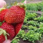 Jordbær vil give en generøs høst: Hvad skal man fodre