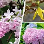 Må ikke blomstre: Gartnere har udpeget 12 planter, der ikke