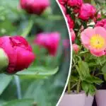 Pæoner tilgiver ikke fejl: Hvad skal der gøres i april?