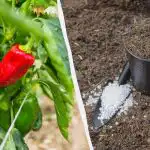 Peberfrugter slår rod på mindre end en uge: Hvilken gødning