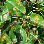 Rust på pærer: hvordan og hvornår det skal behandles rust-paa-paerer-hvordan-og-hvornaar-det-skal-behandles.webp.webp