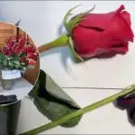 Sådan "genopliver" du roser på fire timer: et trick, som