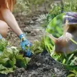 Sådan stopper du snegleangreb om foråret: Et middel virker bedre end kemikalier Sådan stopper du snegleangreb om foråret: Et middel virker bedre