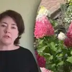 Skynd dig ikke med gødning: Hvornår skal hortensiaer fodres for ikke at miste blomster? Skynd dig ikke med gødning: Hvornår skal hortensiaer fodres for