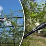 Sygdomme og skadedyr har ikke en chance - hvornår og