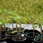 Tomatplanter bliver stærke uden butikkens "kemi": Hvad skal du tilsætte