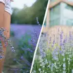 Ud af skraldespanden og ind i haven: tre gødninger, der får lavendel til at blomstre hele sommeren Ud af skraldespanden og ind i haven: tre gødninger, der