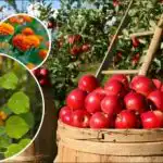 Udbyttet vil mangedobles: Hvad er bedst at plante omkring æbletræer?