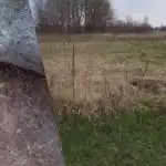 Ukrainsk kvinde viser, hvordan man slipper af med hvedegræs fra grunden for altid: ingen herbicider nødvendige Ukrainsk kvinde viser, hvordan man slipper af med hvedegræs fra